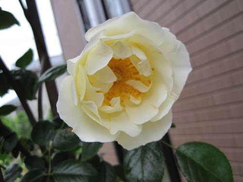 f:id:natch61525:20130511071151j:image:w360:left
