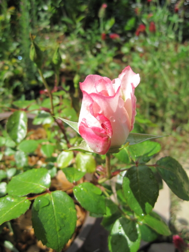 f:id:natch61525:20130512085818j:image:w360:left