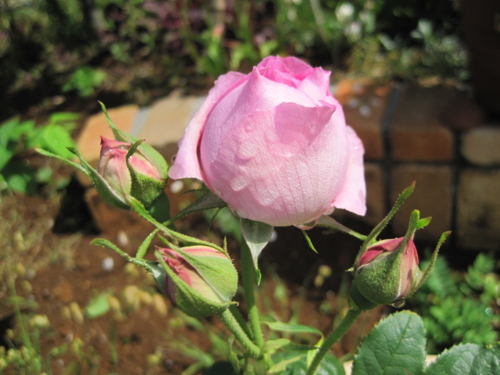 f:id:natch61525:20130512085913j:image:w360:left