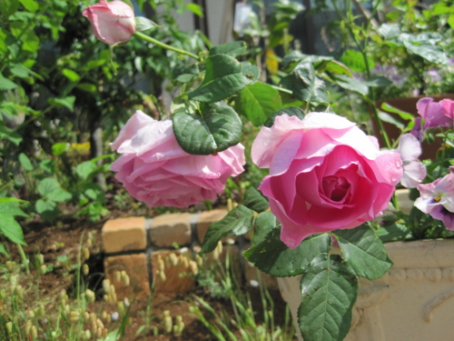 f:id:natch61525:20130512085919j:image:w360:left