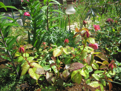 f:id:natch61525:20130512090536j:image:w360:left