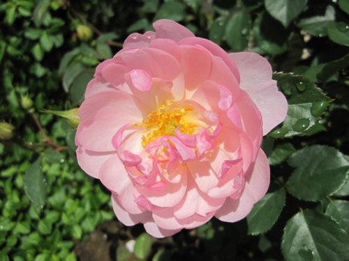 f:id:natch61525:20130512090728j:image:w360:left