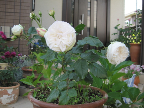 f:id:natch61525:20130515151154j:image:w360:left