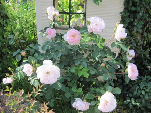 f:id:natch61525:20130515151228j:image:w360:left