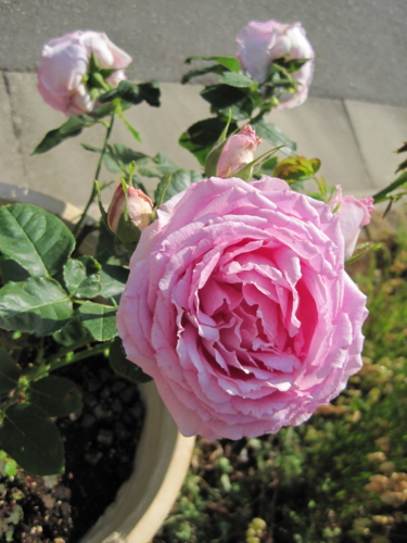 f:id:natch61525:20130515151333j:image:w360:left