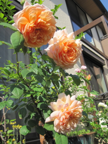 f:id:natch61525:20130515151659j:image:w360:left