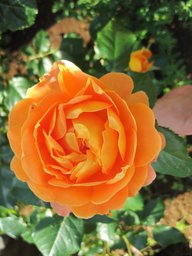 f:id:natch61525:20130515151829j:image:w360:left