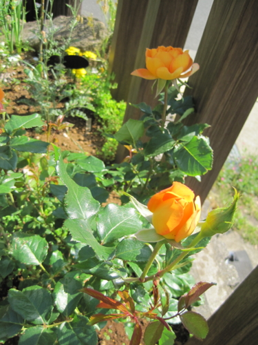 f:id:natch61525:20130515151839j:image:w360:left