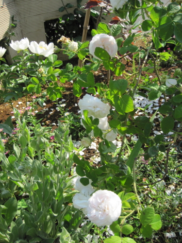 f:id:natch61525:20130515152122j:image:w360:left