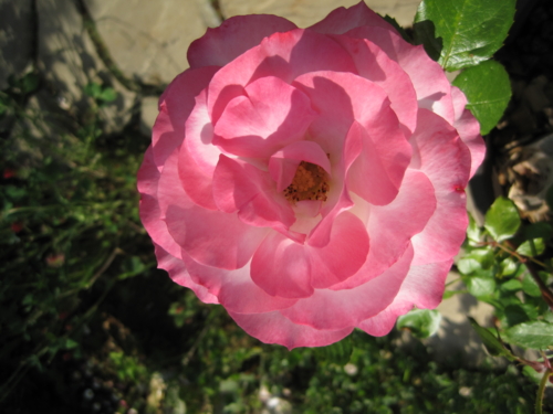 f:id:natch61525:20130515152149j:image:w360:left