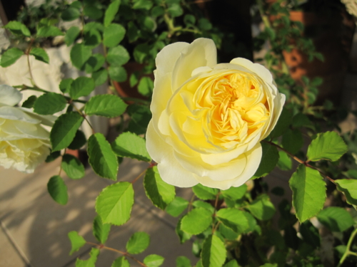 f:id:natch61525:20130521161529j:image:w360:left