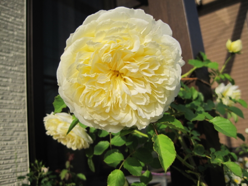 f:id:natch61525:20130521161534j:image:w360:left