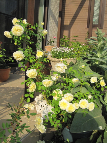 f:id:natch61525:20130521161542j:image:w360:left