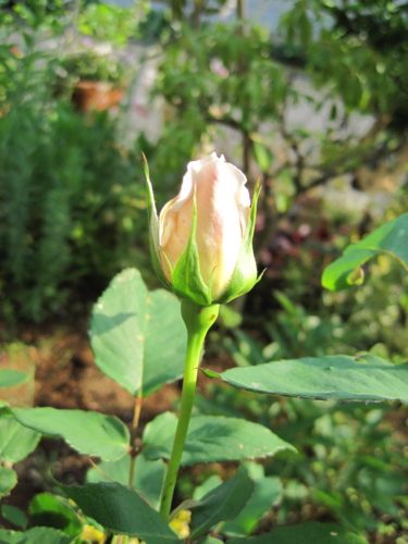 f:id:natch61525:20130521161825j:image:w360:left