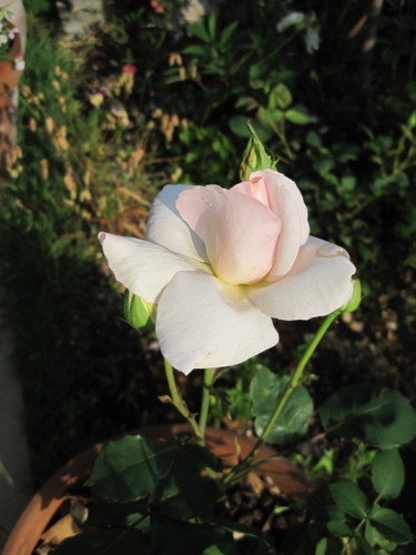 f:id:natch61525:20130521161835j:image:w360:left