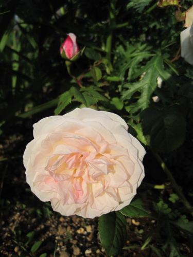 f:id:natch61525:20130521161917j:image:w360:left