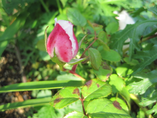 f:id:natch61525:20130521161922j:image:w360:left