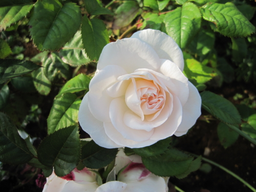 f:id:natch61525:20130521161936j:image:w360:left