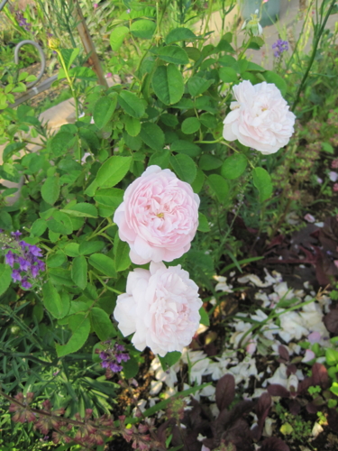 f:id:natch61525:20130521162105j:image:w360:left f:id:natch61525:20130521162105j:image:w360:left