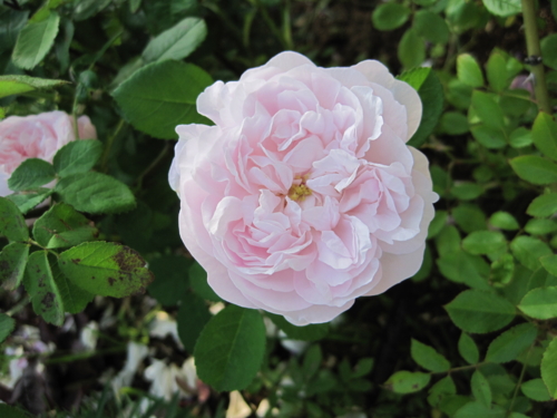 f:id:natch61525:20130521162129j:image:w360:left