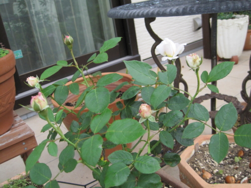f:id:natch61525:20130606062039j:image:w360:left