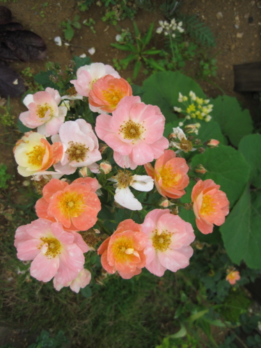 f:id:natch61525:20130606062103j:image:w360:left