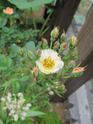 f:id:natch61525:20130606062118j:image:w360:left