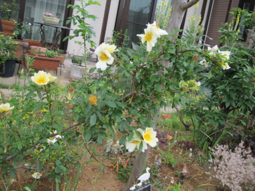 f:id:natch61525:20130606062252j:image:w360:left