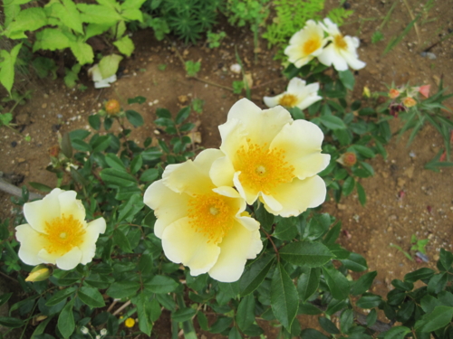 f:id:natch61525:20130606062304j:image:w360:left