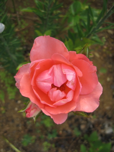 f:id:natch61525:20130606063014j:image:w360:left