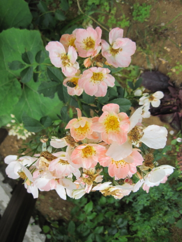 f:id:natch61525:20130610143232j:image:w360:left