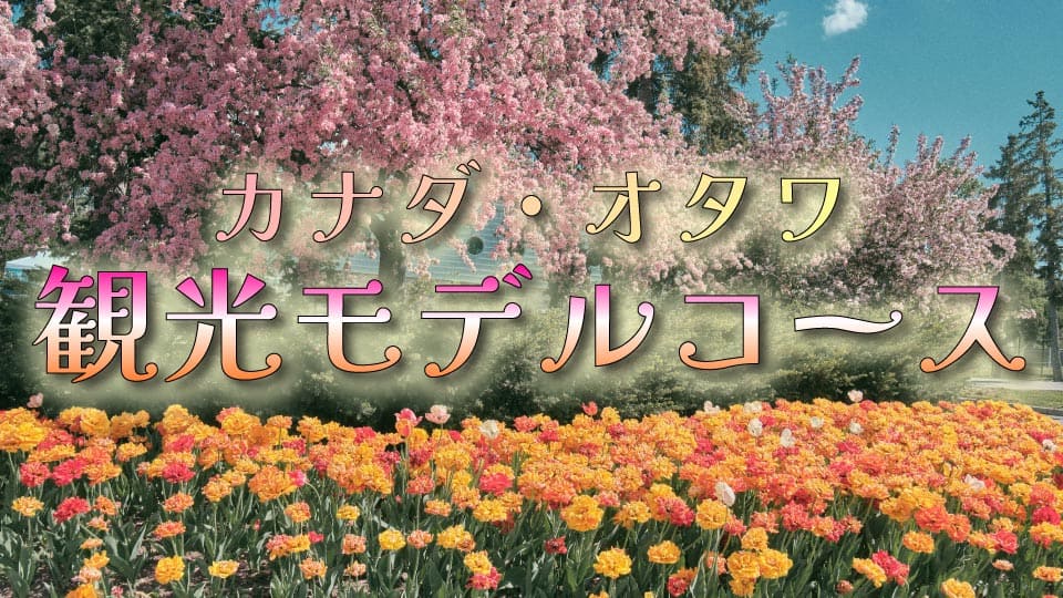 公園で満開に咲き誇るピンク色の花をつけた木々と、手前に広がるオレンジや黄色の色鮮やかなチューリップの花壇