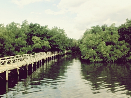 セブ島　川の写真