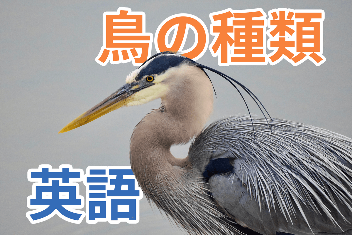 鳥, オンライン英会話, ネイティブキャンプ