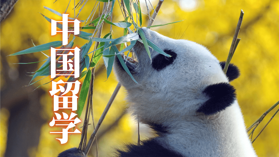 中国、留学、ネイティブキャンプ、オンライン英会話