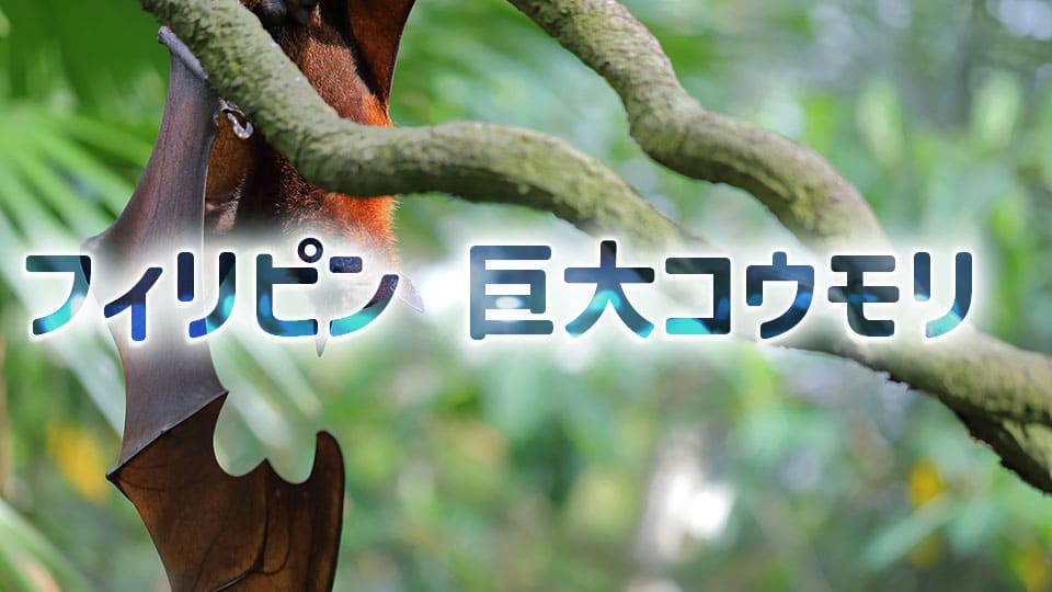 フィリピン、オオコウモリ、ネイティブキャンプ、オンライン英会話