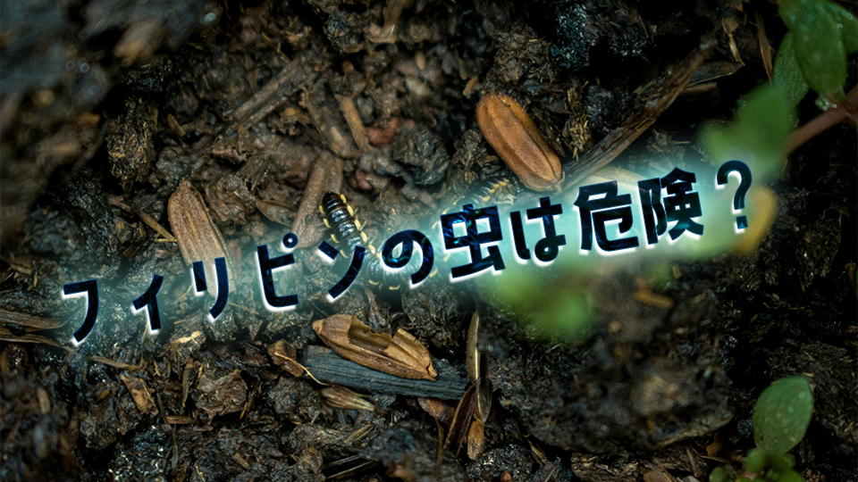 フィリピン、虫、ネイティブキャンプ、オンライン英会話