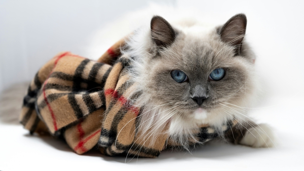 青い瞳をしたグレーと白の長毛種の猫が、ベージュに黒と赤のラインが入ったチェック柄のマフラーを体に巻き、白い背景の前で正面を見つめている様子