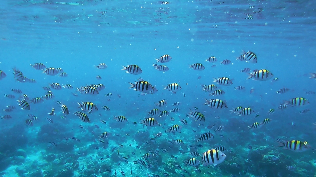 透明度の高い青い海の中を泳ぐ、黒い縦縞模様が入ったオヤビッチャの群れ。水底にはゴツゴツとした岩場やサンゴ礁が広がり、太陽の光が水中まで差し込んでいる幻想的な光景