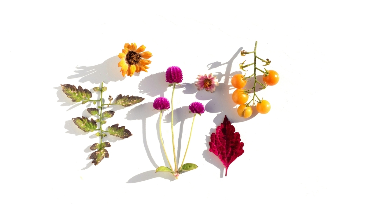 白を背景に、紫色の千日紅やオレンジ色の花、緑の葉、赤いシソの葉、そして小さな黄色いミニトマトの房が等間隔に並べられている様子