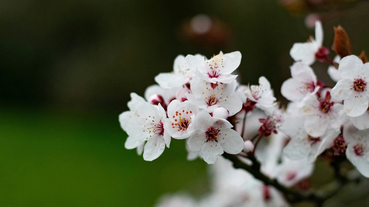 緑色の背景を背に、細い枝にいくつもの白い小さな花を咲かせている桜のような植物