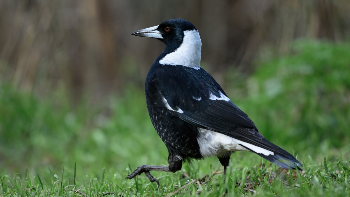 オーストラリアの鳥マグパイとは？繁殖時期や気をつける点など解説