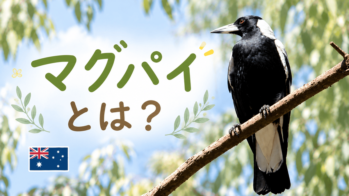 木の枝に止まったオーストラリアのマグパイ