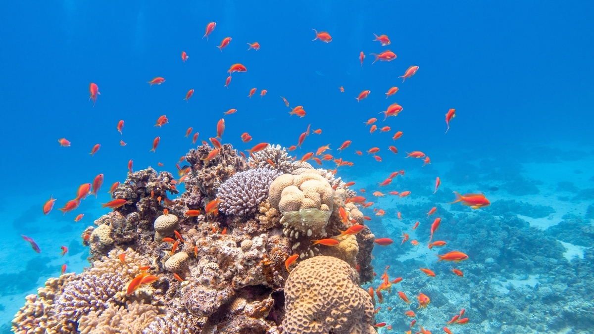 青く澄んだ海の中で、大きなサンゴ礁の周りをオレンジ色の小さな魚たちが群れをなして泳いでいる水中風景。