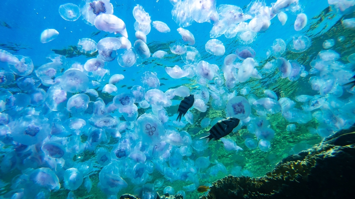 青く澄んだ海中に半透明のクラゲが多数漂い、その間を黒い縞模様の魚が泳いでいる。