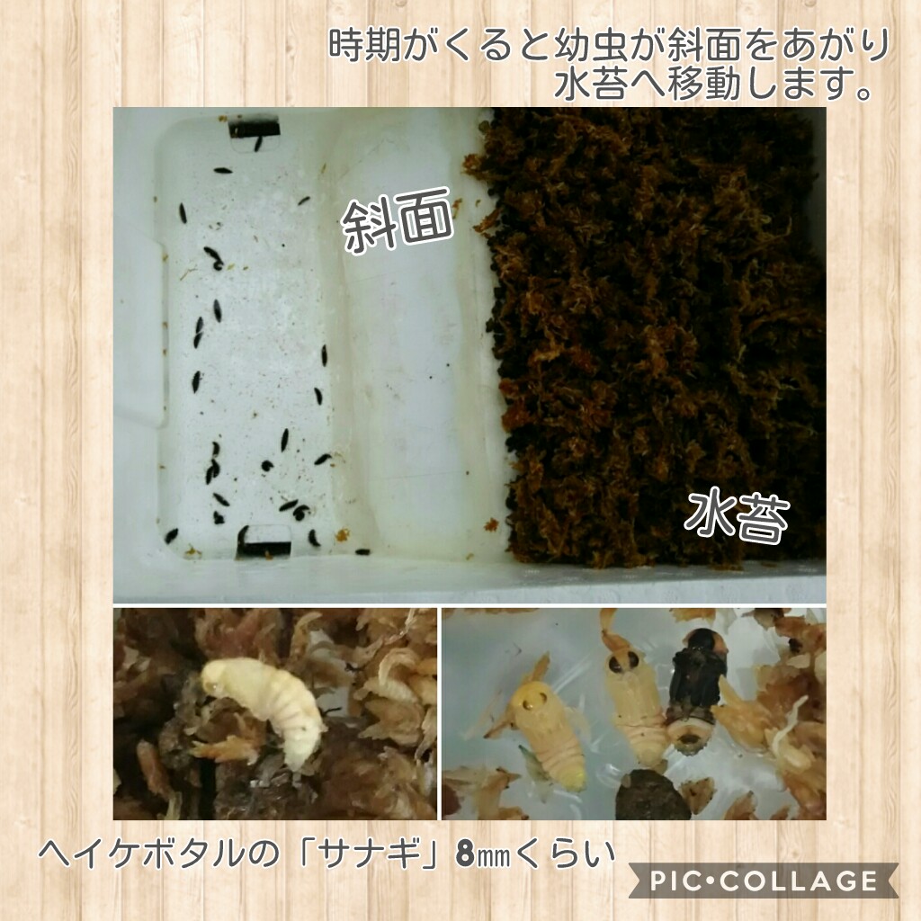 f:id:natokoyo40:20200622130824j:plain