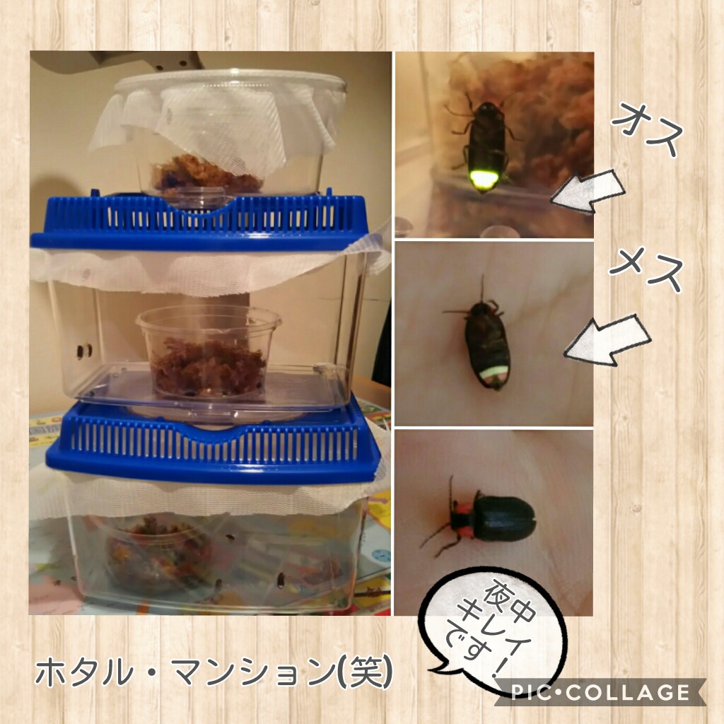 f:id:natokoyo40:20200622130910j:plain