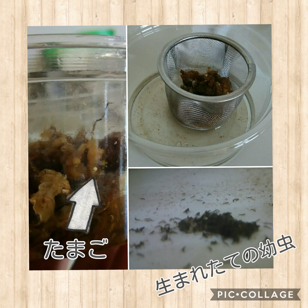 f:id:natokoyo40:20200622130943j:plain