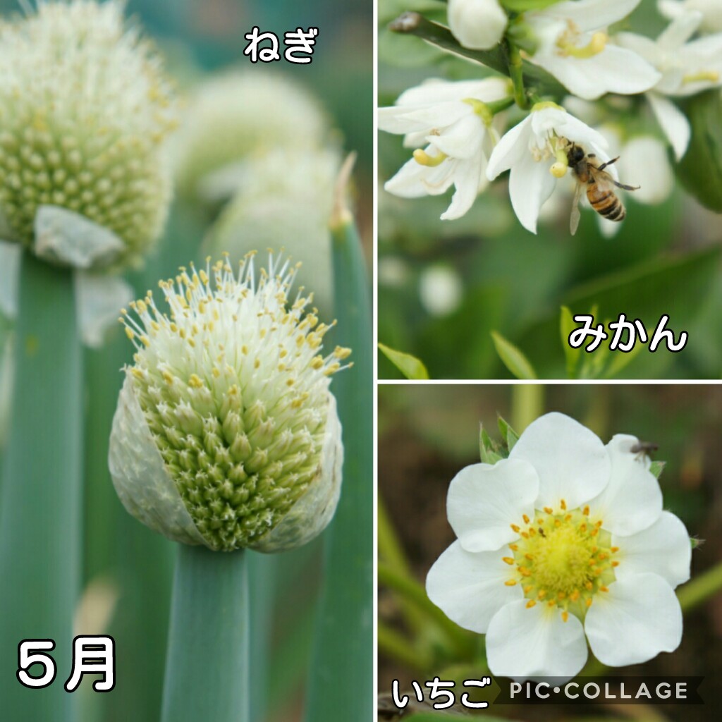 f:id:natokoyo40:20200713224137j:plain f:id:natokoyo40:20200713224137j:plain