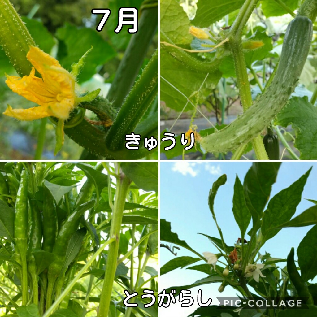 f:id:natokoyo40:20200713224456j:plain f:id:natokoyo40:20200713224456j:plain